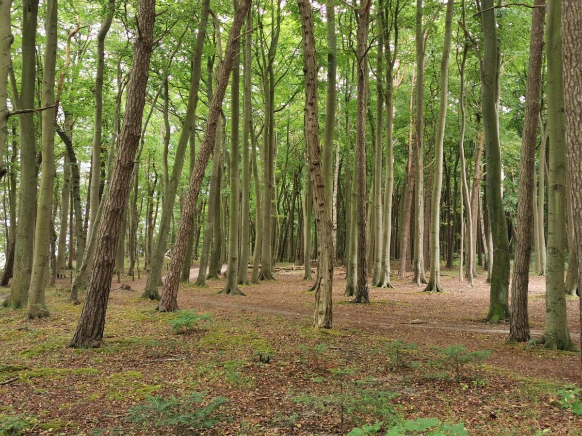 Ferienhaeuschen Kuestenwald Bei Warnemuende, Eigener Garten, Terrasse Mit Strandkorb, 400M Zum Strand Diedrichshagen  Eksteriør bilde